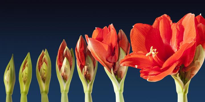 Tips and Tricks for Growing Stunning and Strong Amaryllis