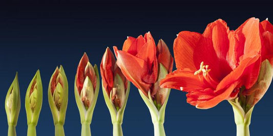 Tips and Tricks for Growing Stunning and Strong Amaryllis
