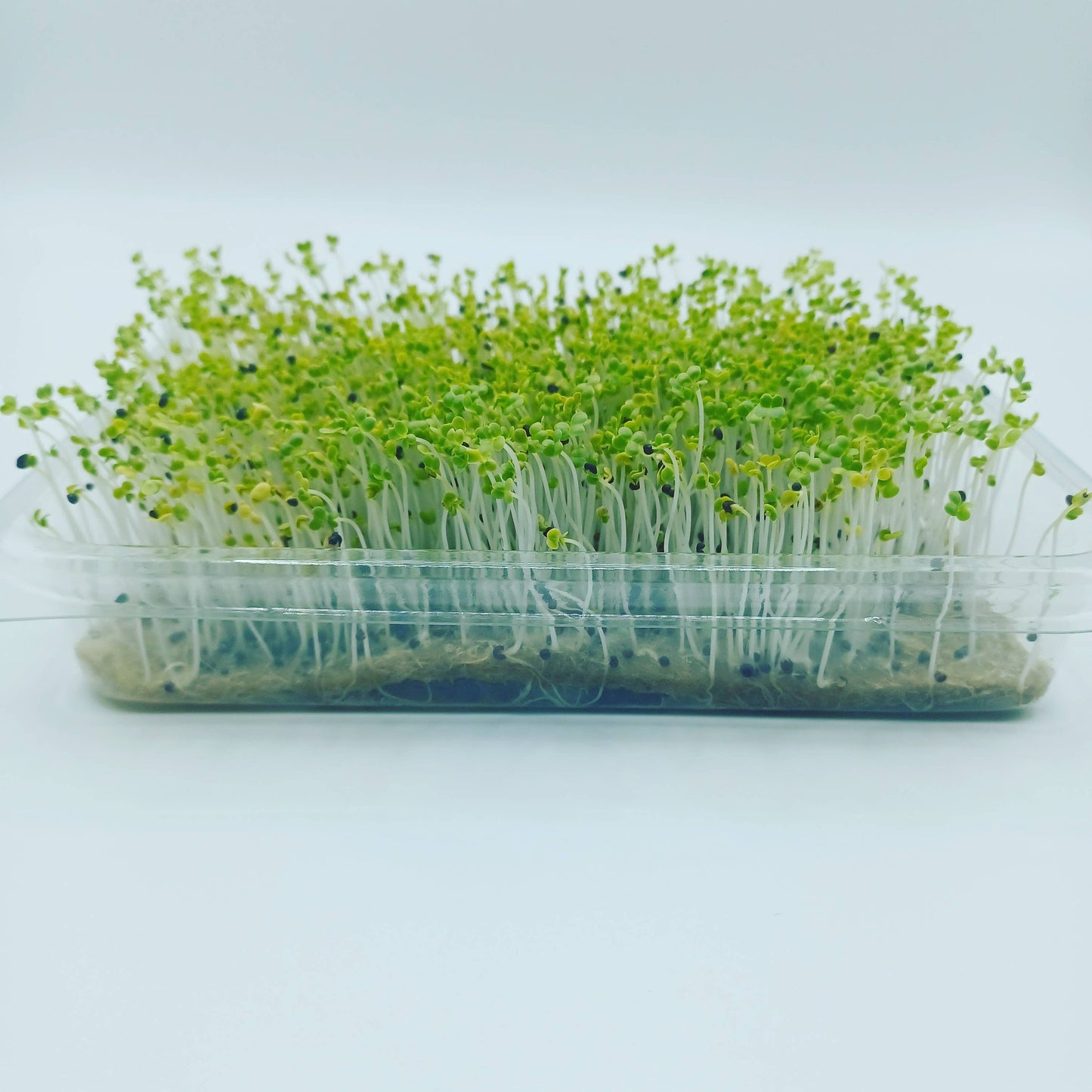 UgroGreens Ltd. - Salad Supreme Microgreen Grow kit.