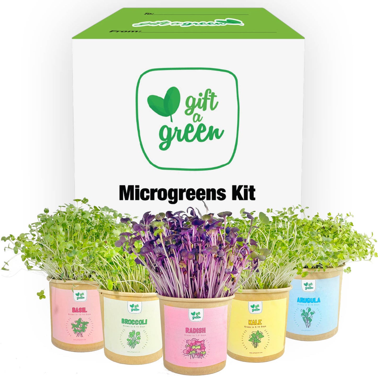 Gift Box - All Occasion