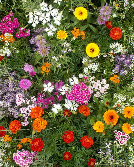 Wildflower Fragrant Flower Blend Seeds