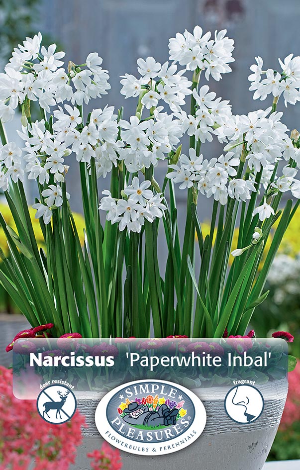 Paperwhite Inbal 4/pk
