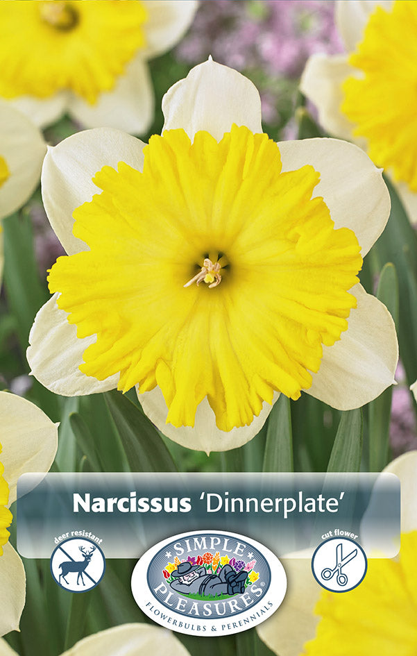 Daffodil Dinnerplate 3/pk