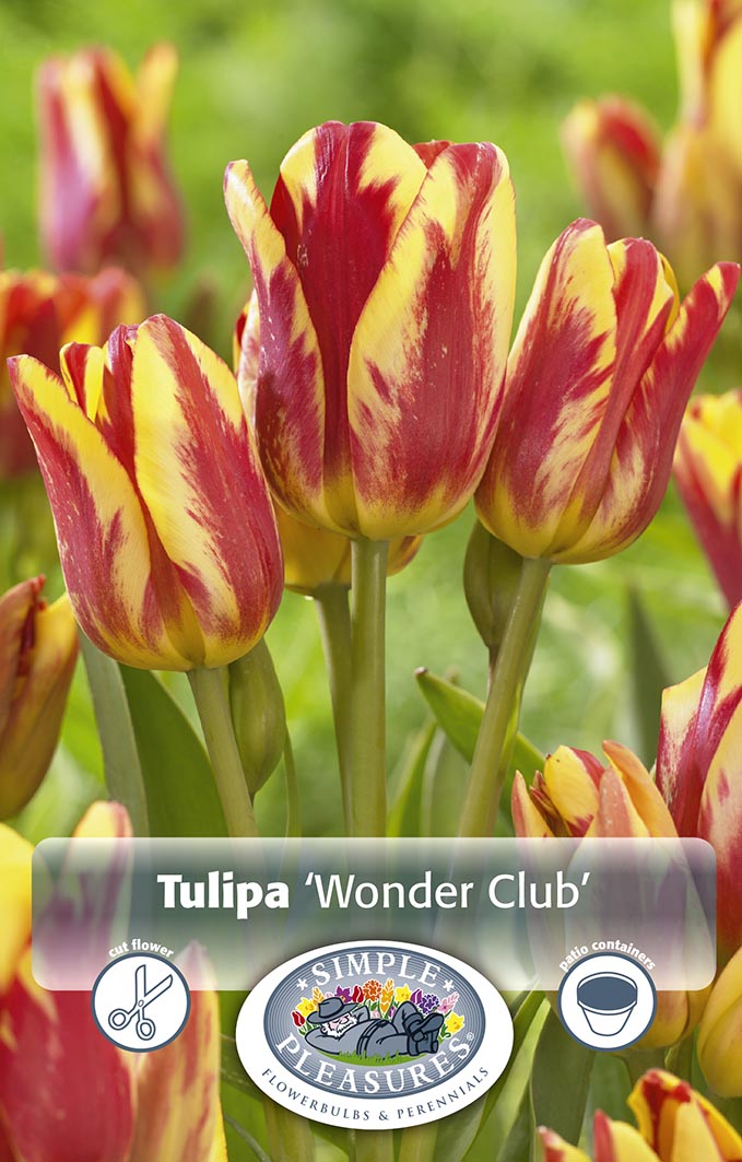 Tulip Multi-Flowering Wonder Club 5/pk