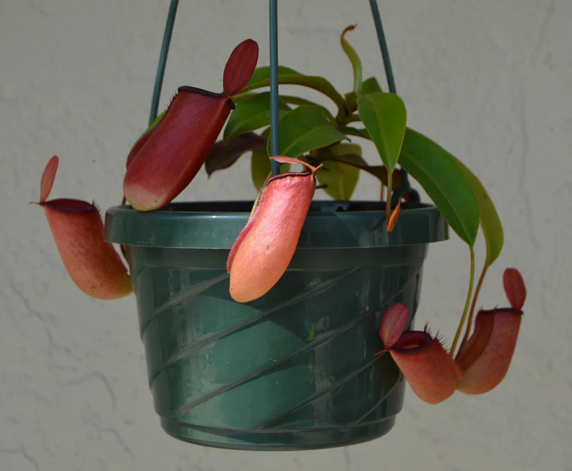 4 inch Nepenthes, Asian Pitcher Plant HB