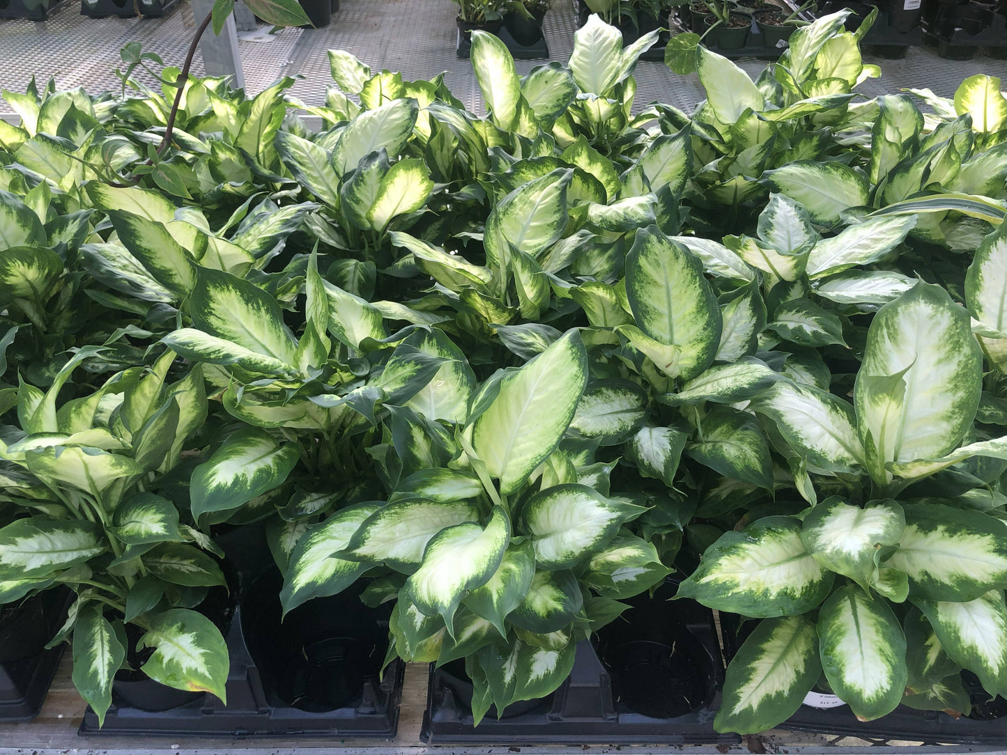 Anna's Garden, Home and Wellness - 6" Dieffenbachia Assorted