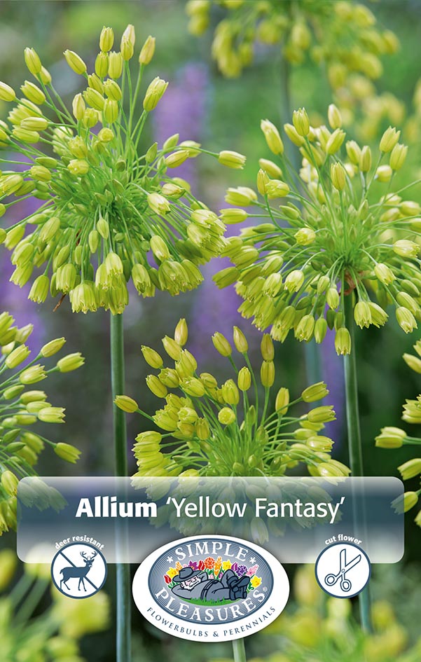 Allium Yellow Fantasy 10/pk