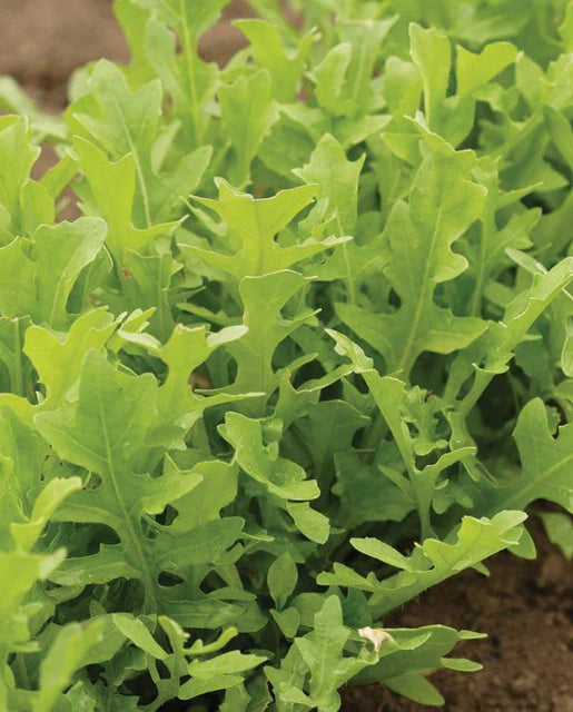 Arugula Astro Organic Seeds