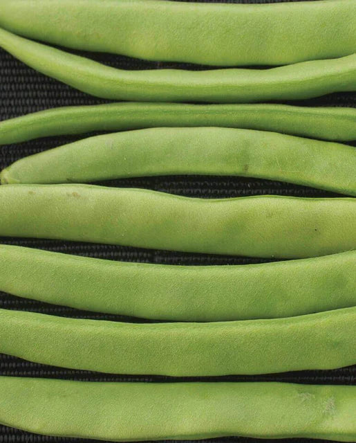 Campo di Fiori Romano Bean Seeds