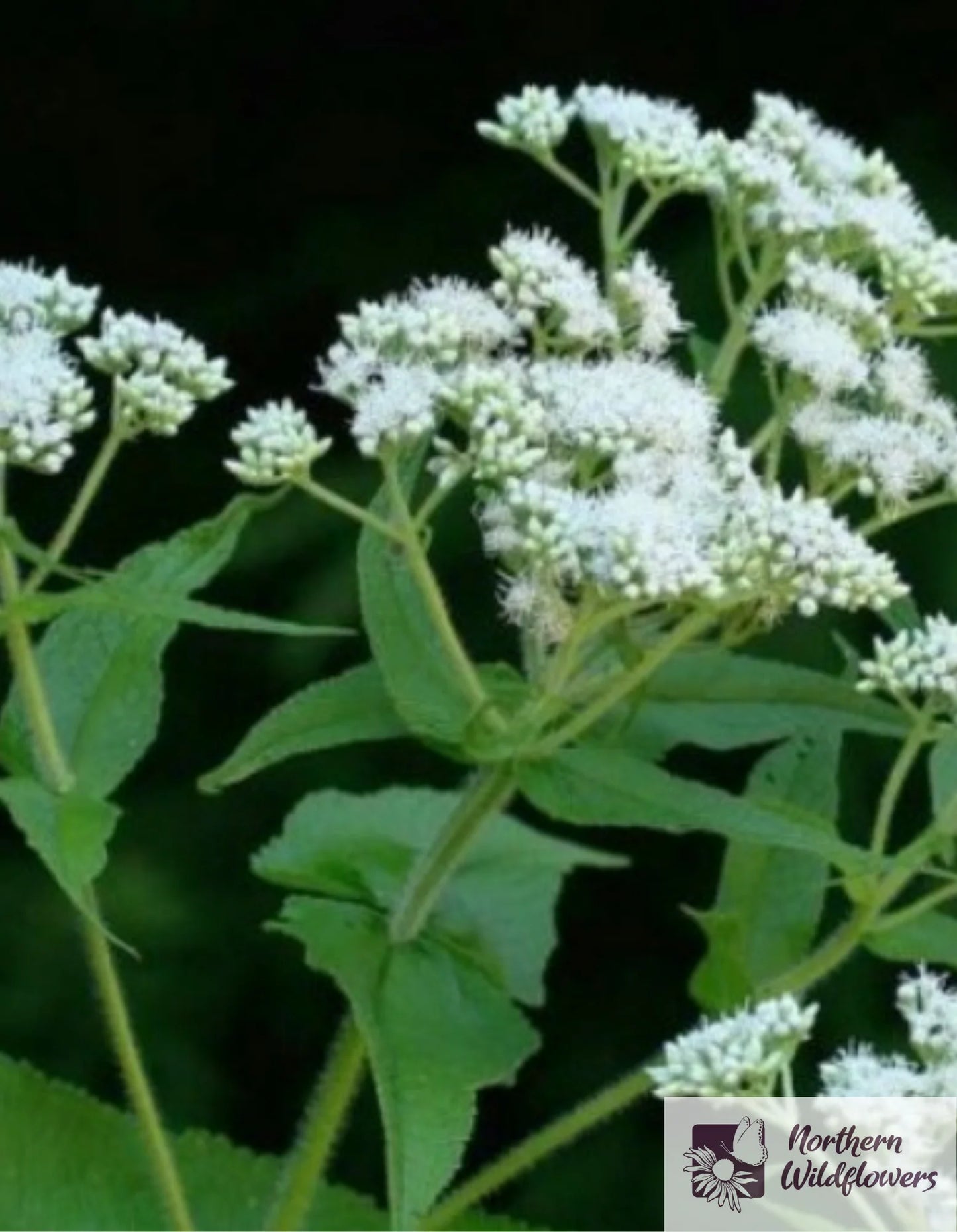 Seeds Boneset