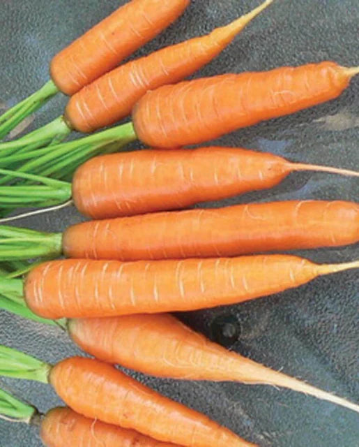 Carrot Nantes Scarlet Seeds
