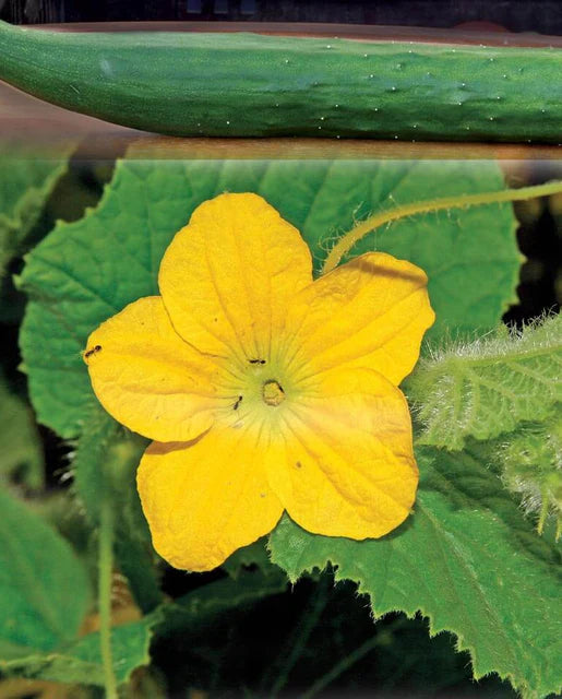 Tasty Green Cucumber Seeds