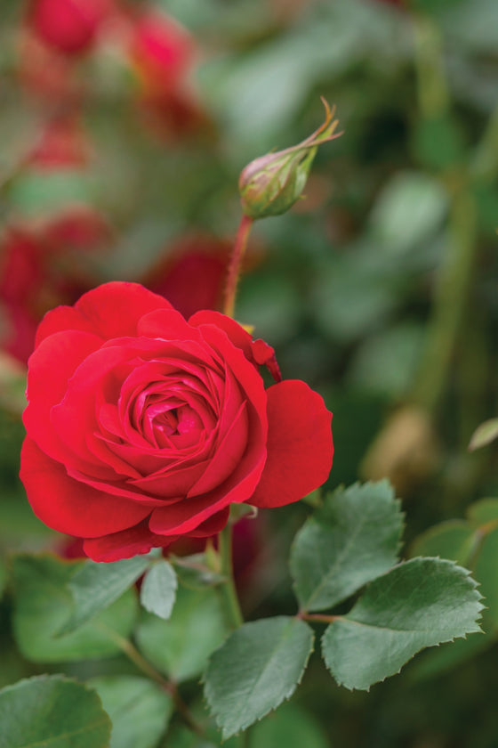 Rose Canadian Shield™