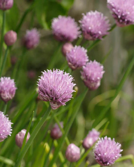 Herb Chives Allium schoenoprasum