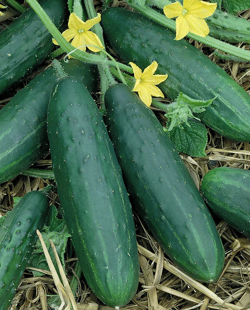 Cucumber Seeds Spacemaster
