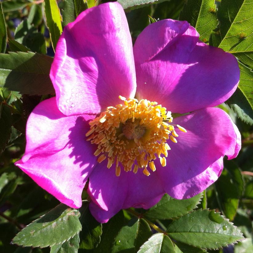 Rose | Rosa palustris 2 gal