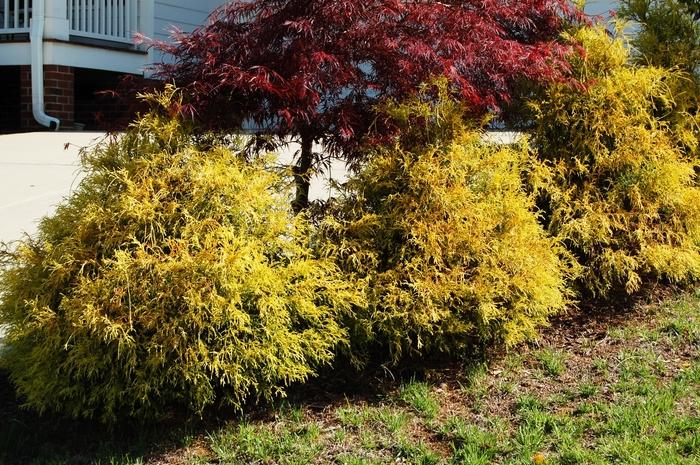 Chamaecyparis pisifera | Golden Mops | Conifers #3 Container