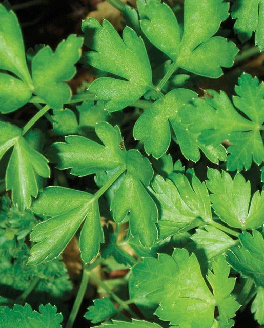Dark Green Italian Parsley Seeds