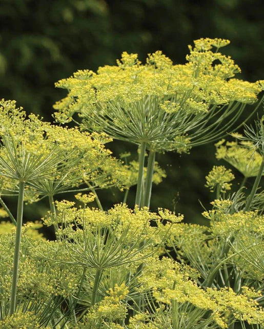 Herb Dill Dukat Dill