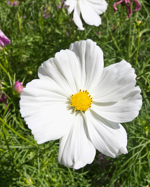 Cosmos Mini Blend Seeds