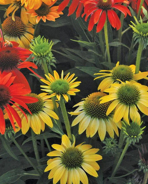 Cheyenne Spirit Echinacea Seeds