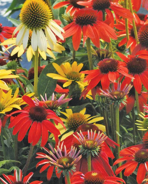 Cheyenne Spirit Echinacea Seeds