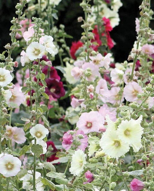 Indian Spring Hollyhocks Seeds