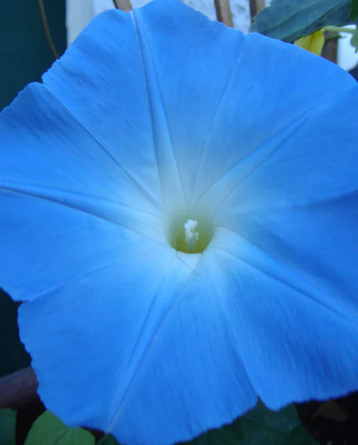 Heavenly Blue Morning Glory Seeds