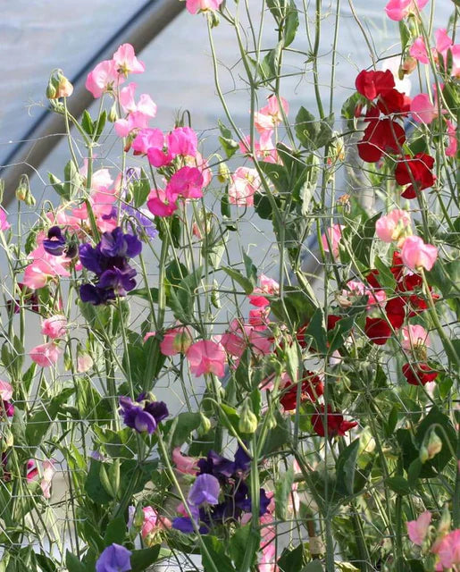 Mammoth Blend Sweet Pea Seeds