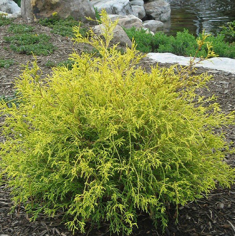 Chamaecyparis pisifera | Golden Mops | Conifers #3 Container