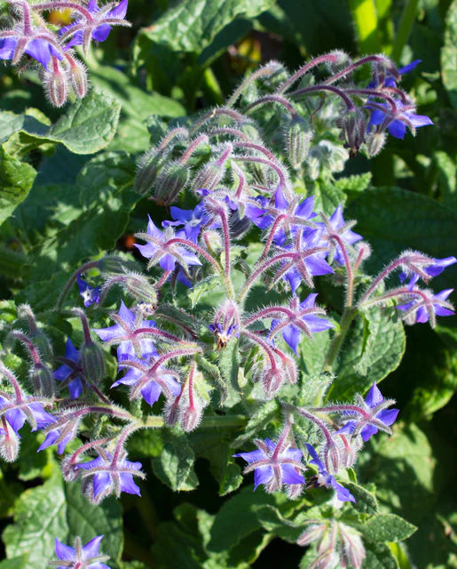 Borage Seeds