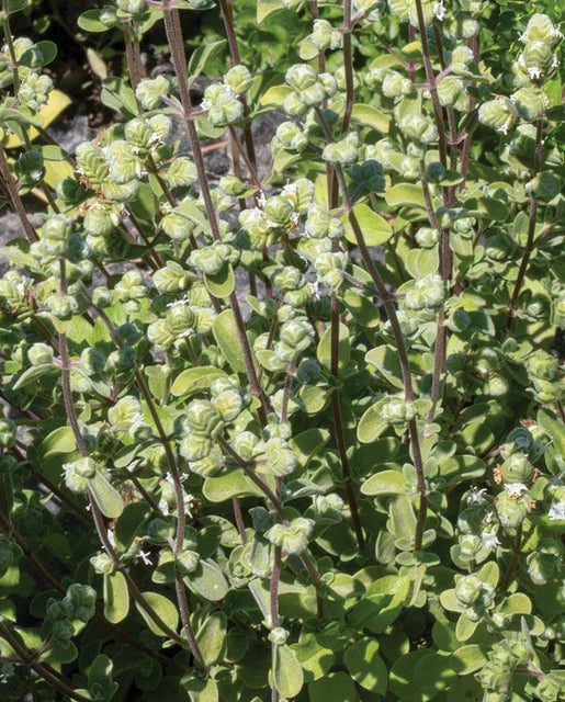 Sweet Marjoram Seeds
