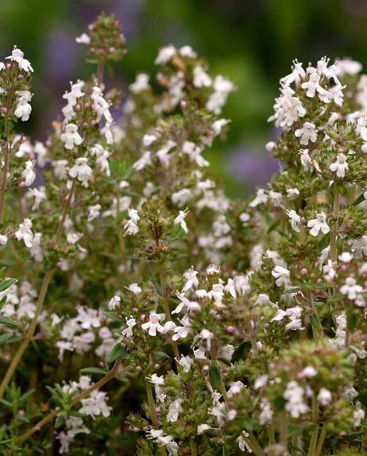 English Thyme Seeds