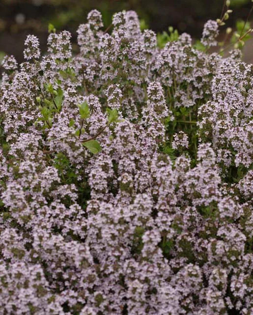 English Thyme Seeds