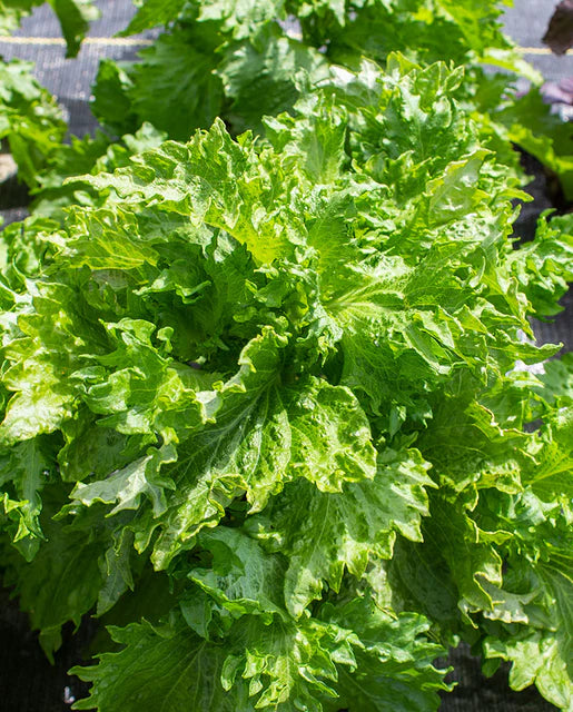Green Perilla Shiso Seeds