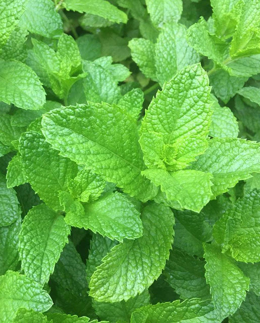 Spearmint Seeds