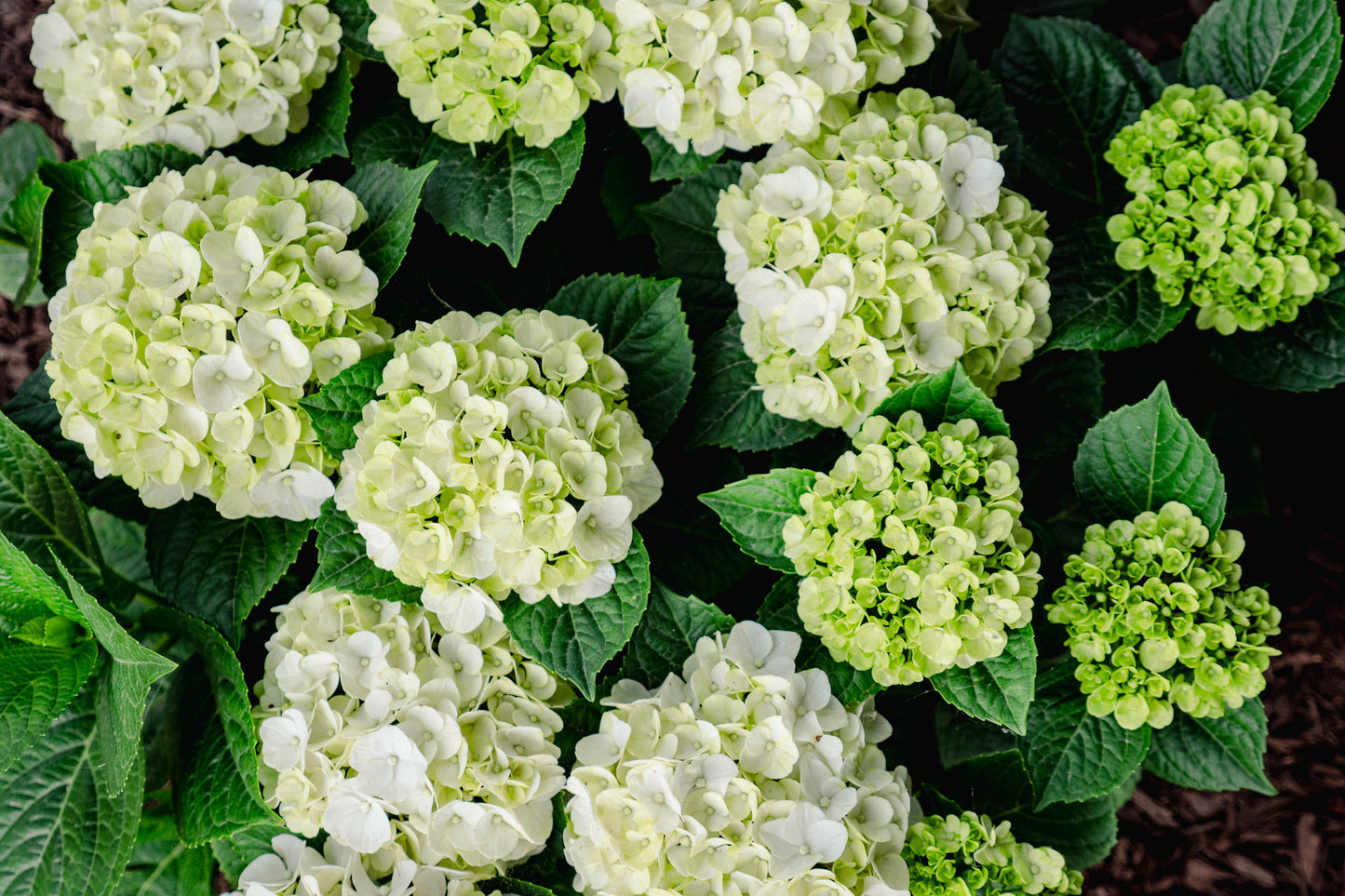 Hydrangea macrophylla Grin and Tonic 3 gal