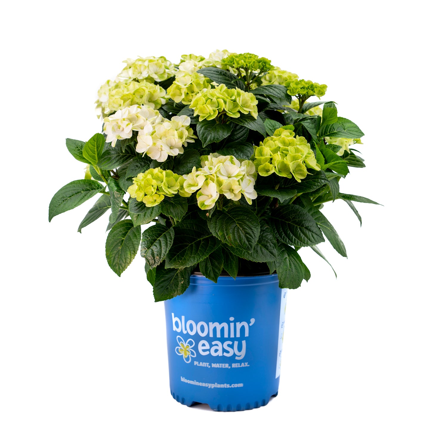 Hydrangea macrophylla Grin and Tonic 3 gal