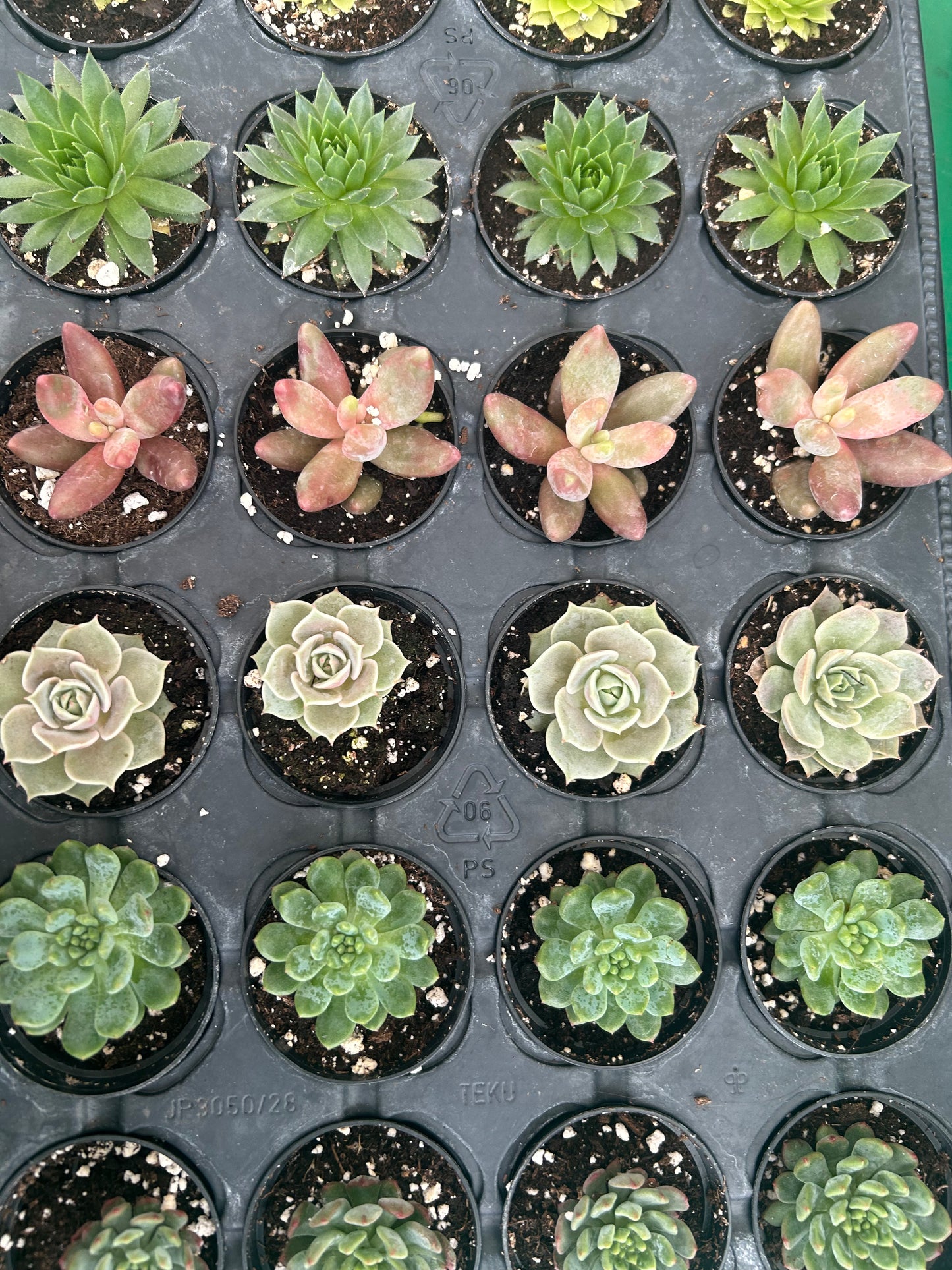 2.5in Succulent Assorted