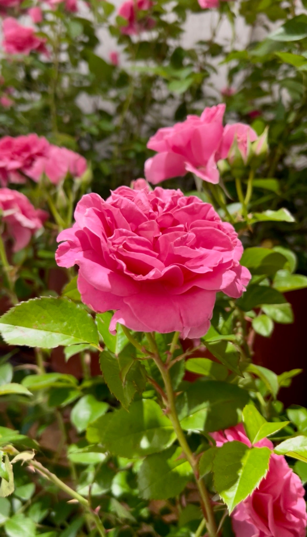 The Kathy Dembroski Rose