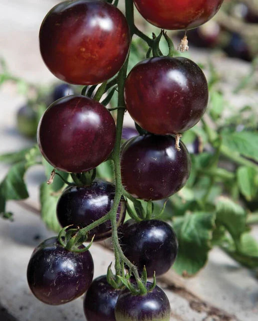 Indigo Rose Organic Tomato Seeds