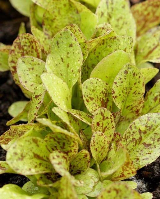Freckles Lettuce Seeds