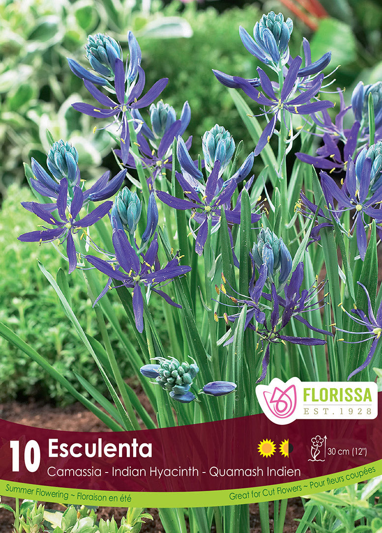 Camassia Esculenta Quamash 10/pk
