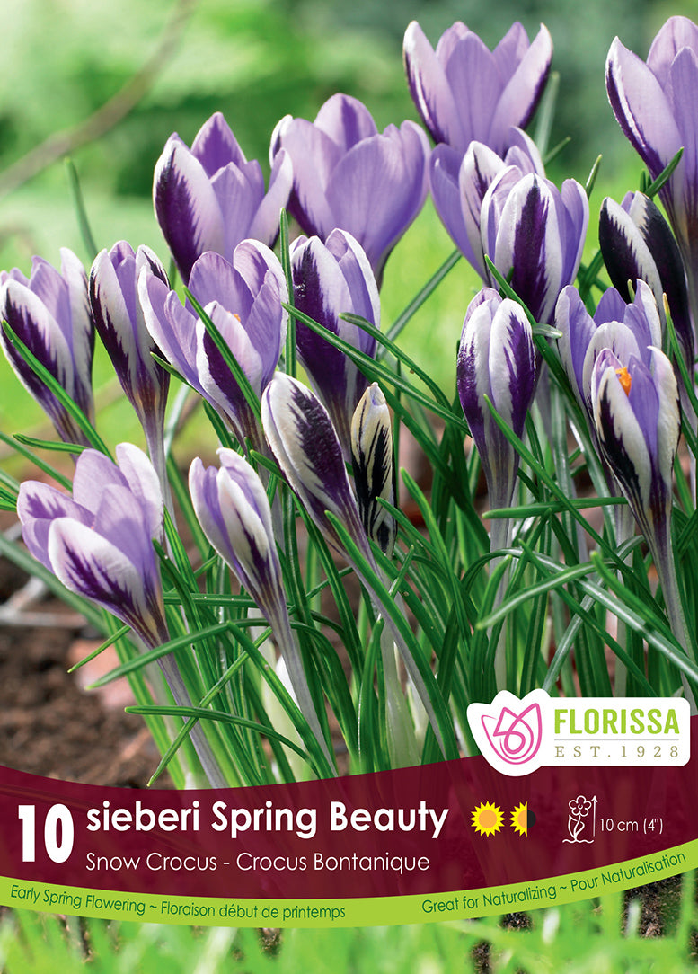 Crocus Spring Beauty 10/pk
