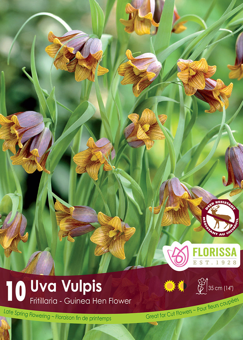 Fritillaria Uva Vulpis 10/pk