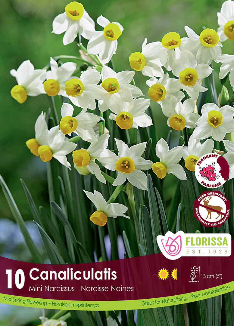 Narcissus Canaliculatis 10/pk