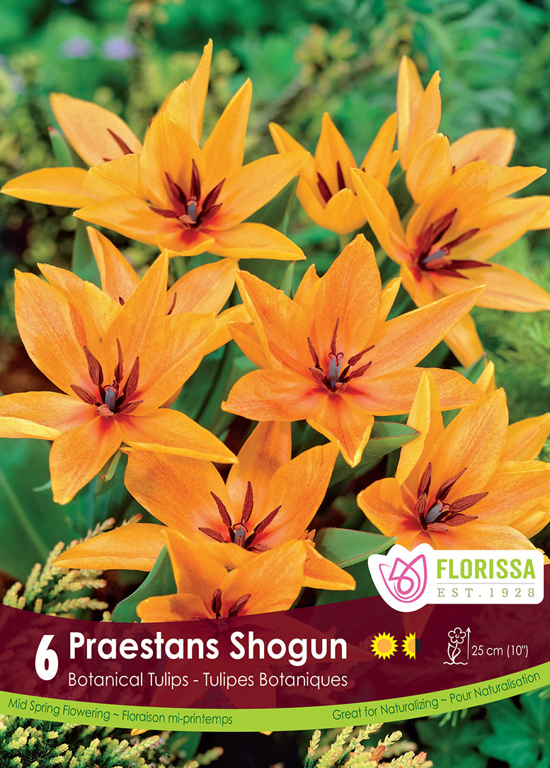 Tulip Praestans Shogun 6/pk