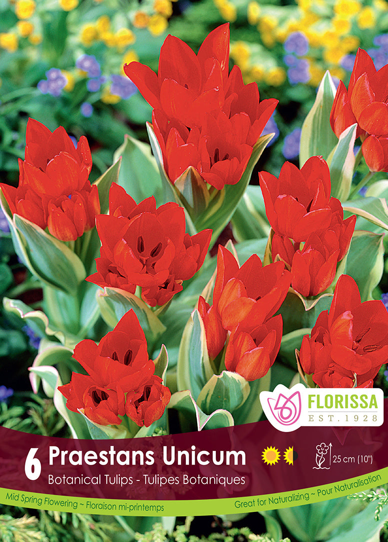Tulip Praestans Unicum Tops 6/pk