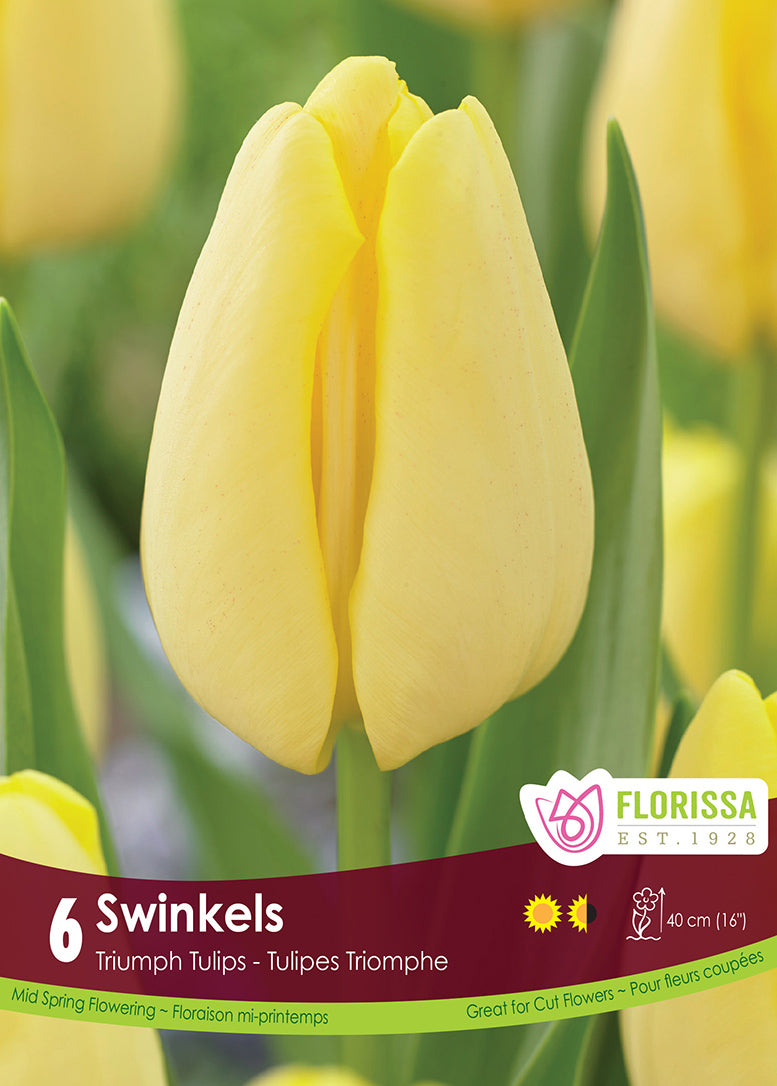 Tulip Swinkels 6/pk