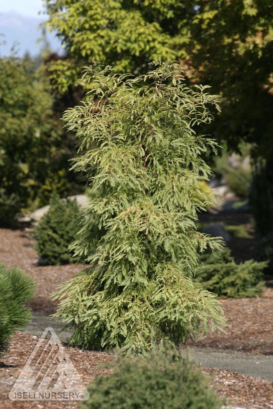 Metasequoia glyptostroboides Miss Grace 24in 7 gal